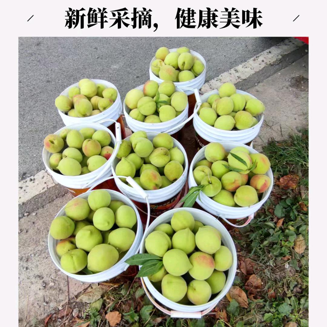 杨森农产品