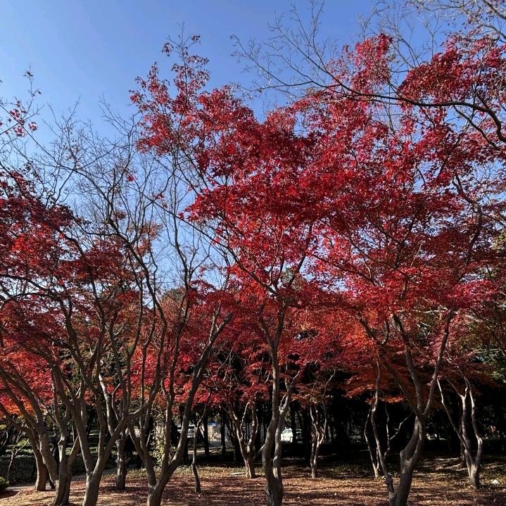 小灵兽