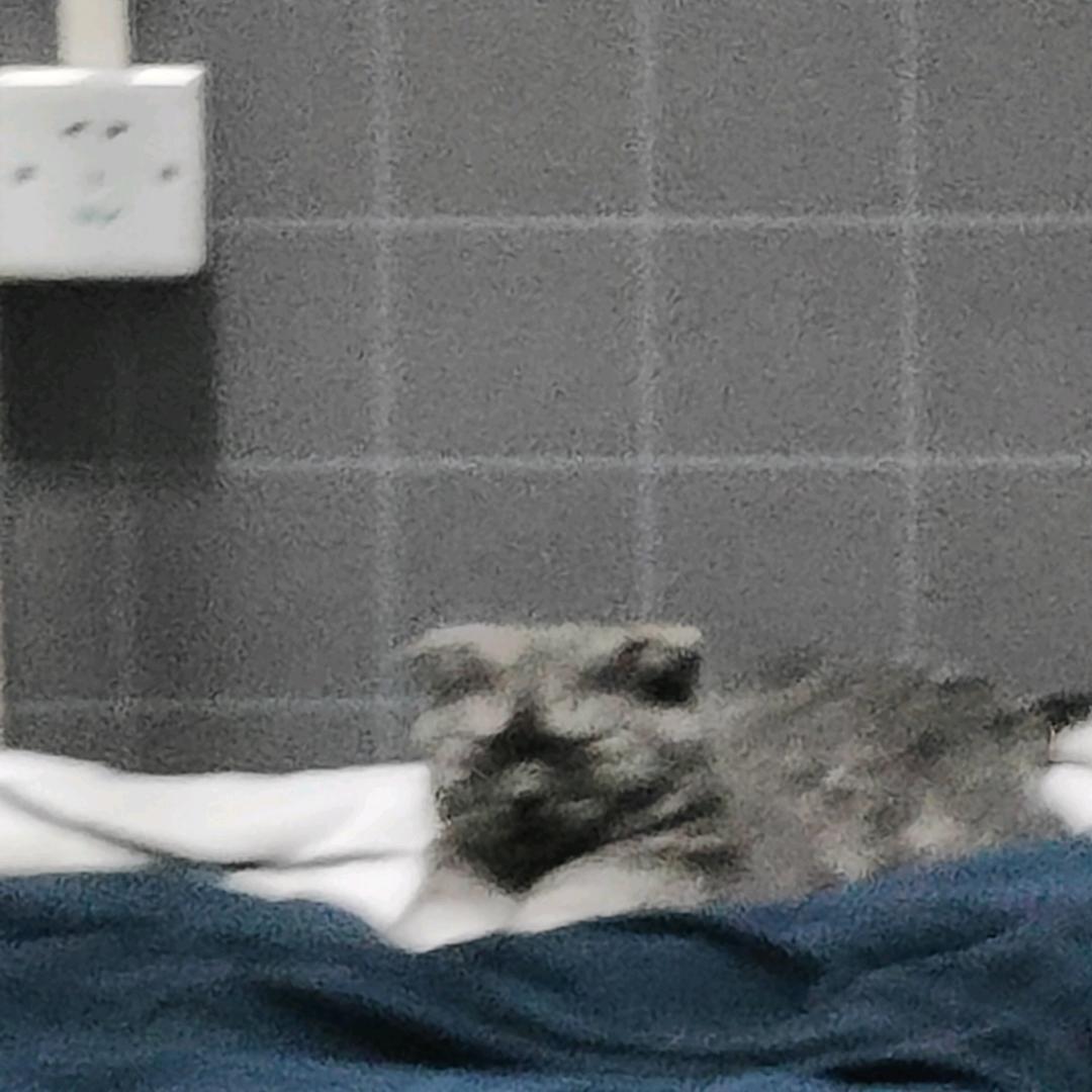 想拍视频但很懒的某个人