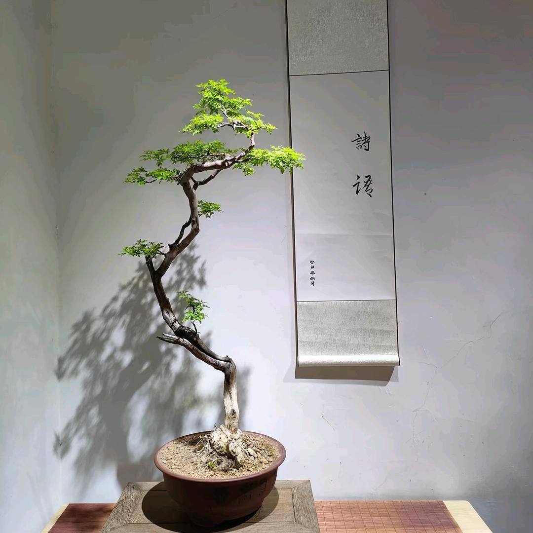 静林微语