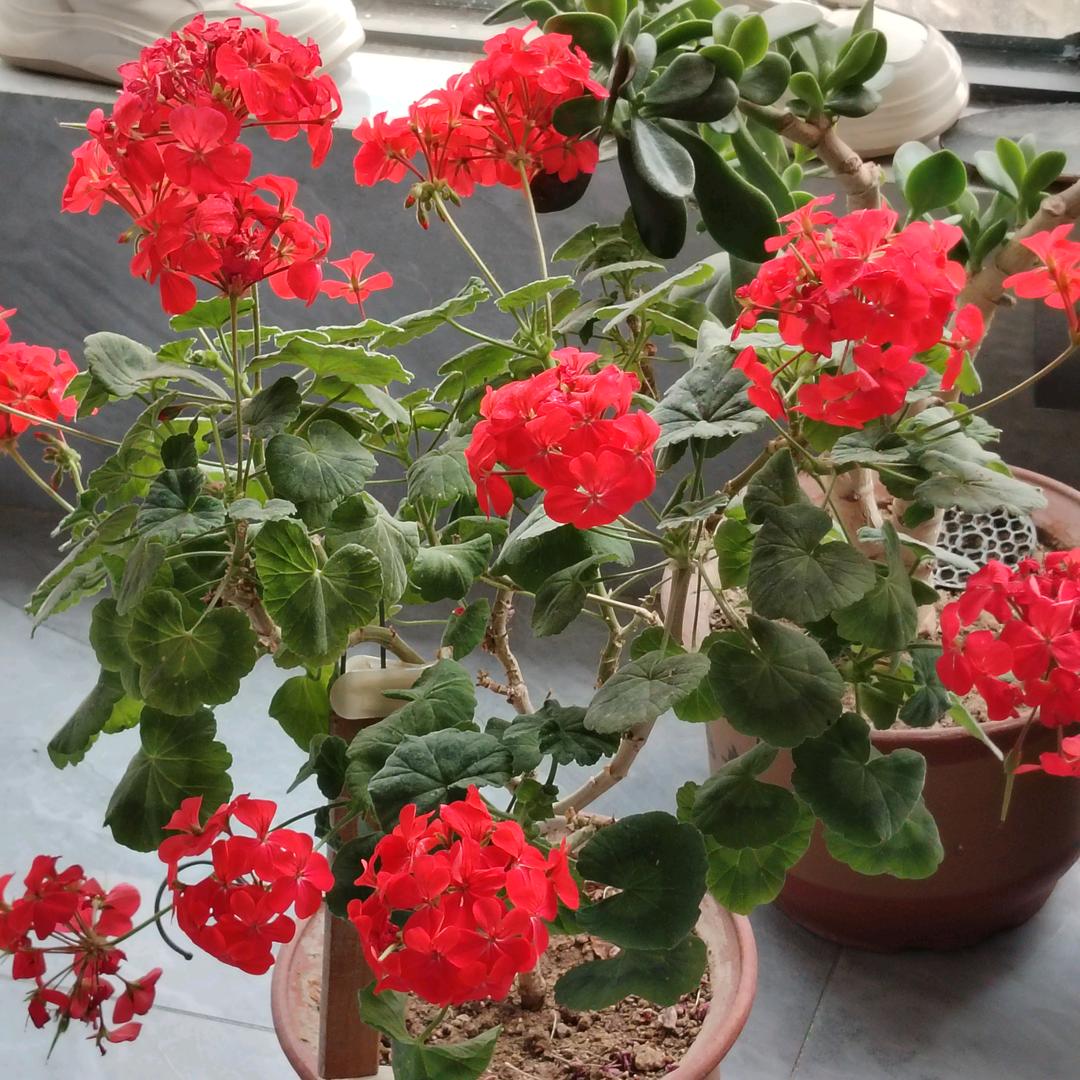 黑依人