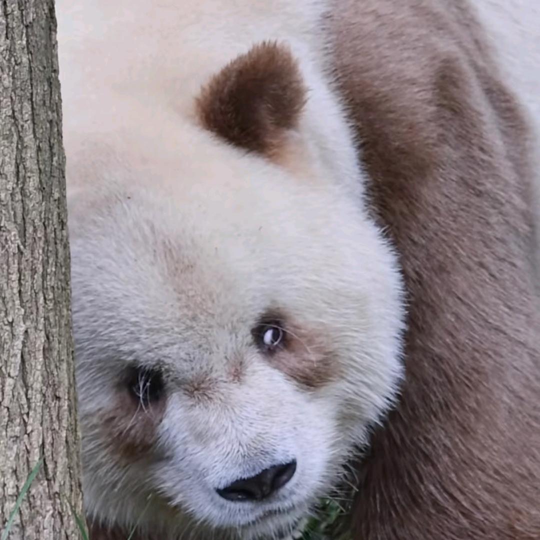 卡姿兰鬼迷日眼