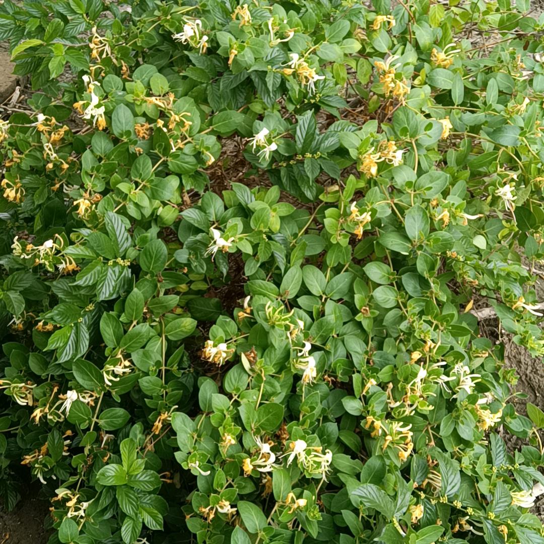 夏天的风41℃
