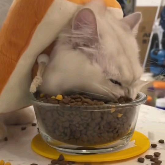 小刘今天吃什么呢