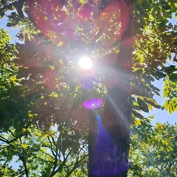 向阳而生