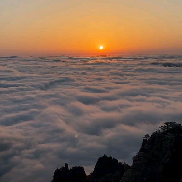 大水牛