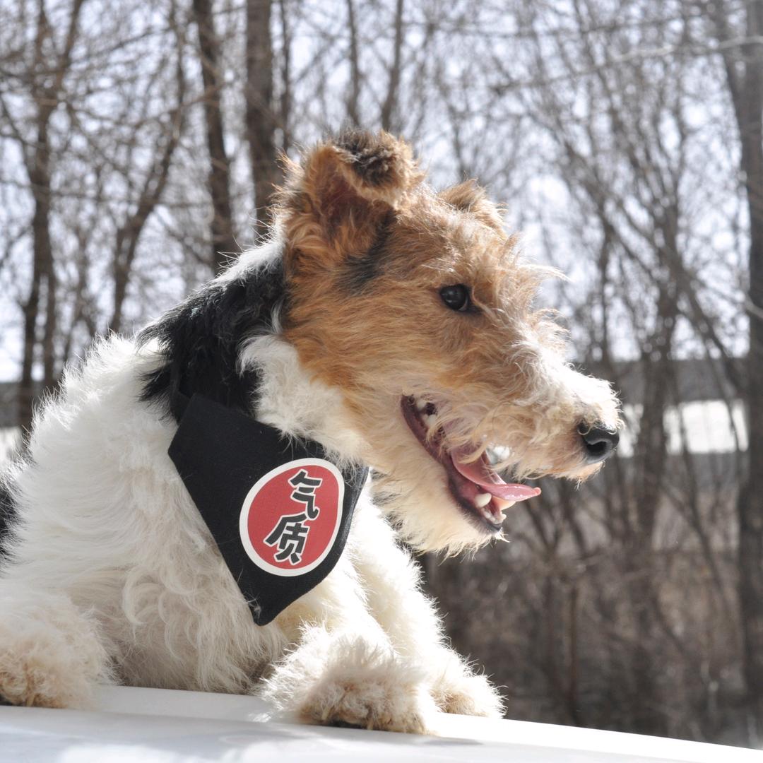 沈阳刚毛猎狐梗