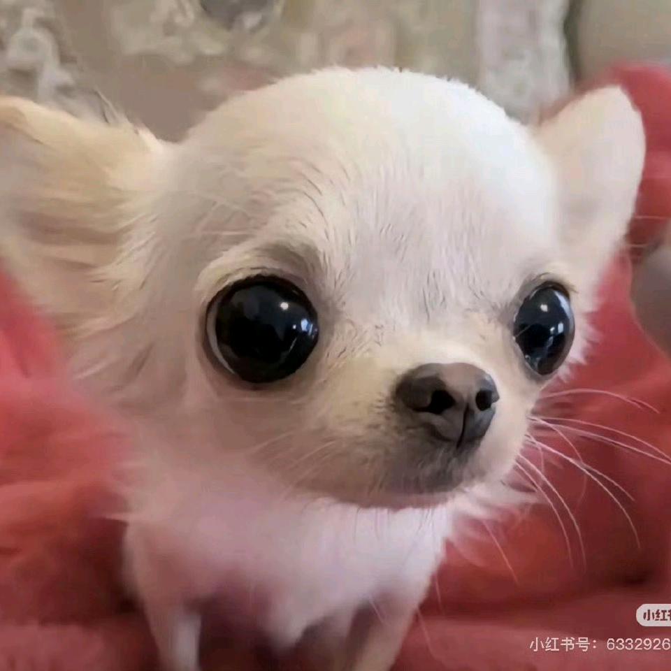 蟑螂鼠鼠猫