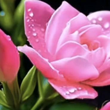 茉莉花