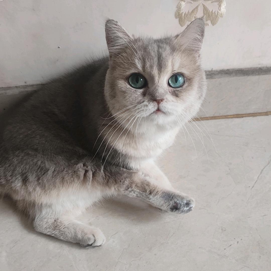 梧桐阿梧桐树