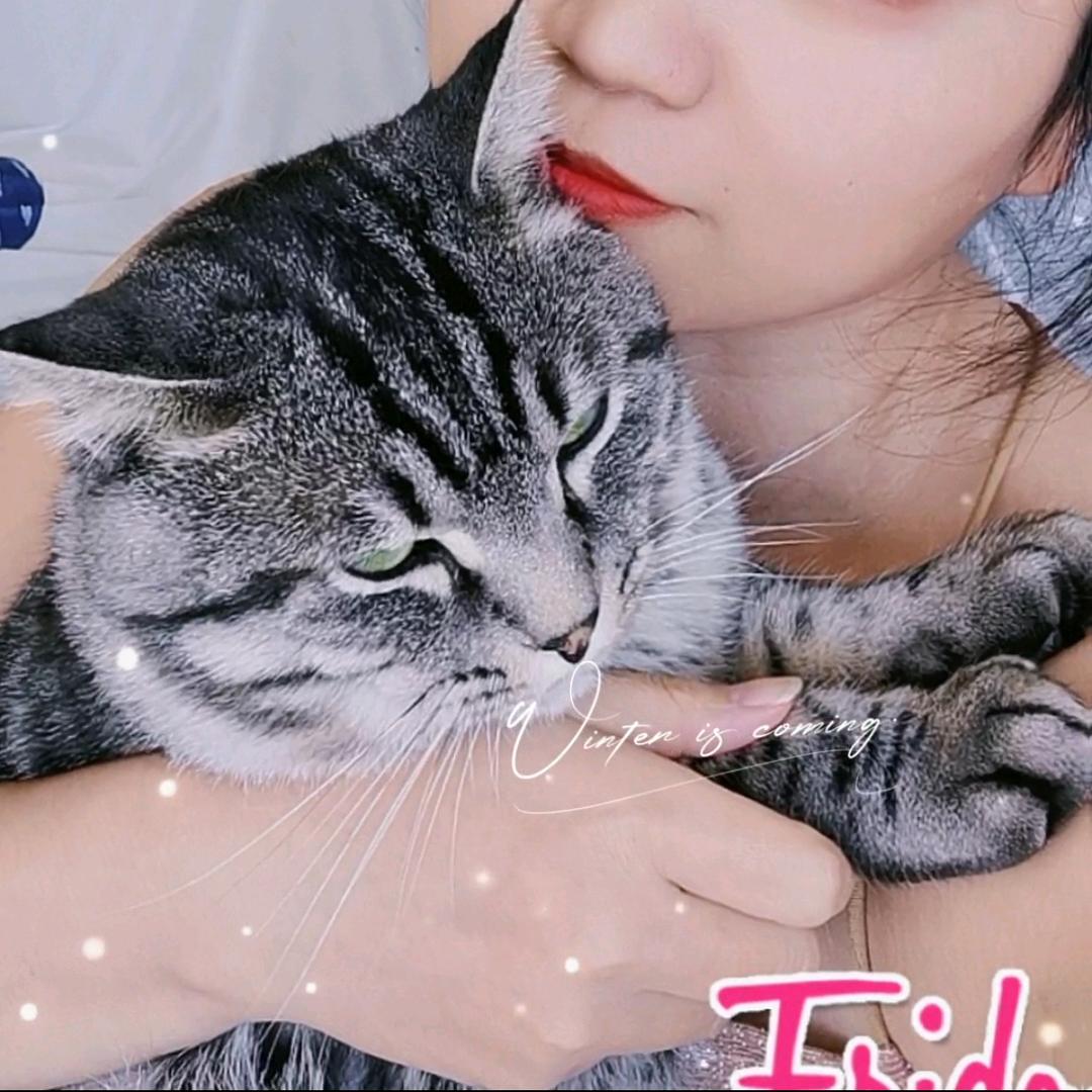 小龙养猫⁹⁶³