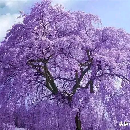 兰姐🙅🙅🍀🍀