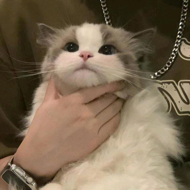 桂下寒兔