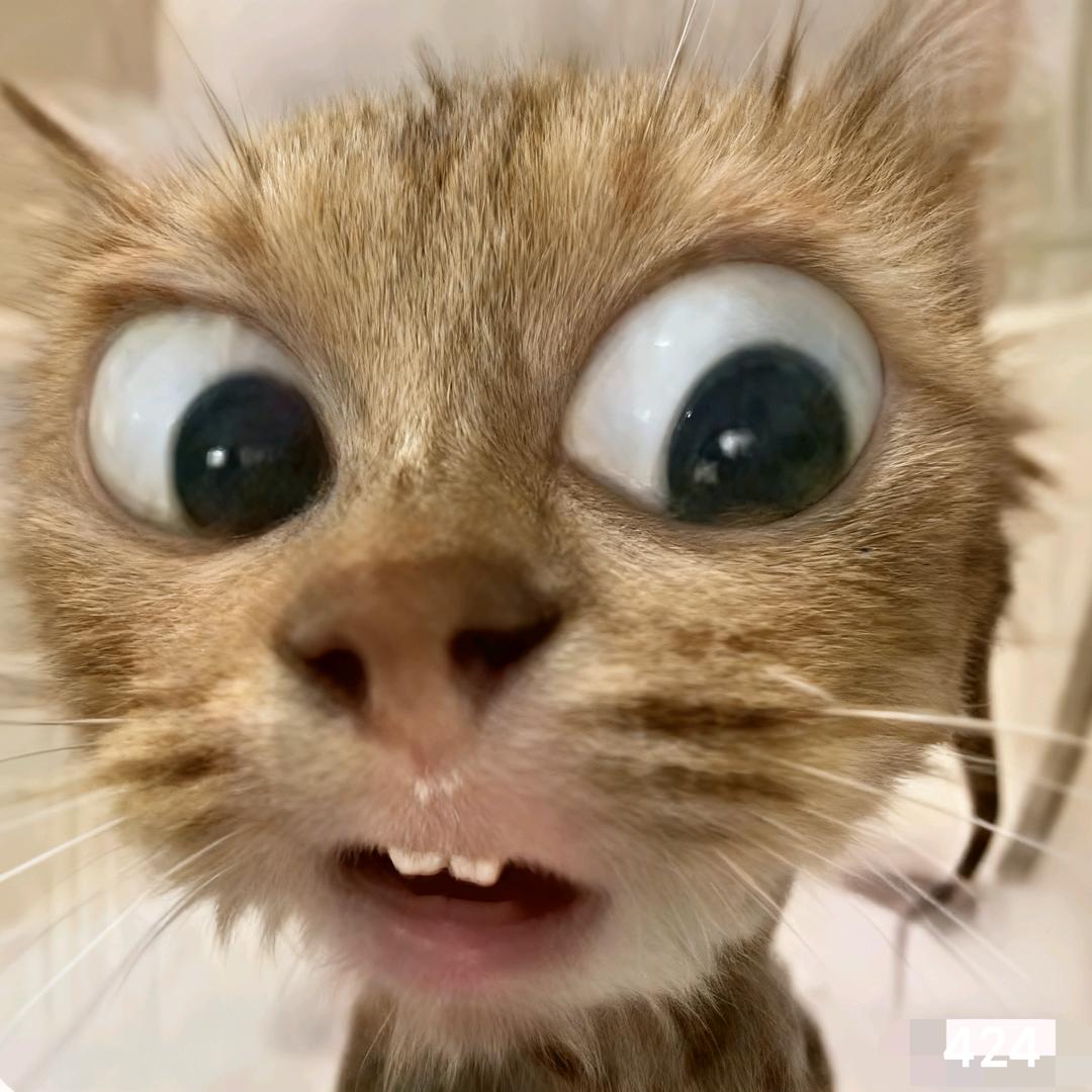 凯瑟琳的猫耳是世界上最凶恶的兵器