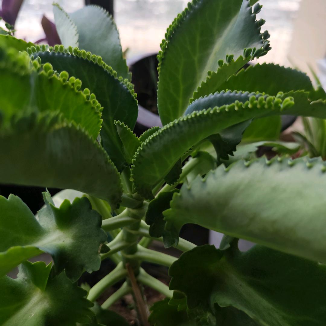 苏州相城有房出租