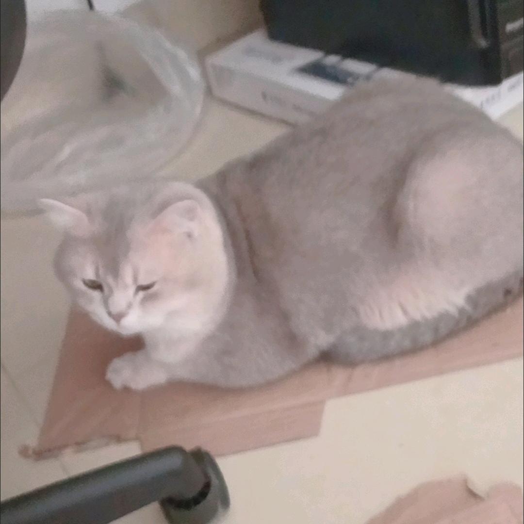 苏苏来了