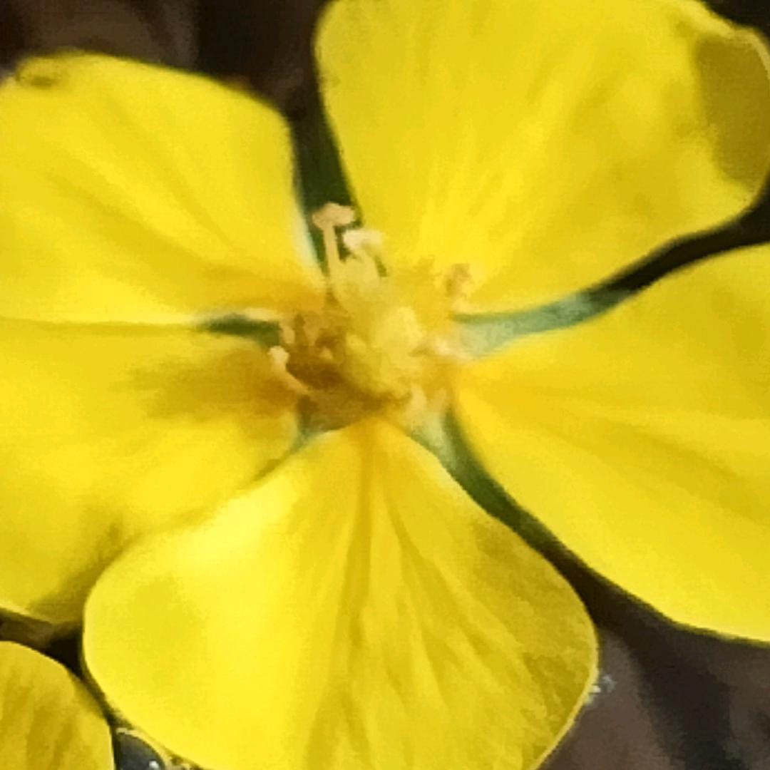 🍓
