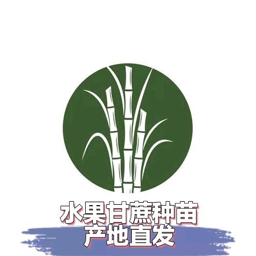甘蔗种苗产地直发