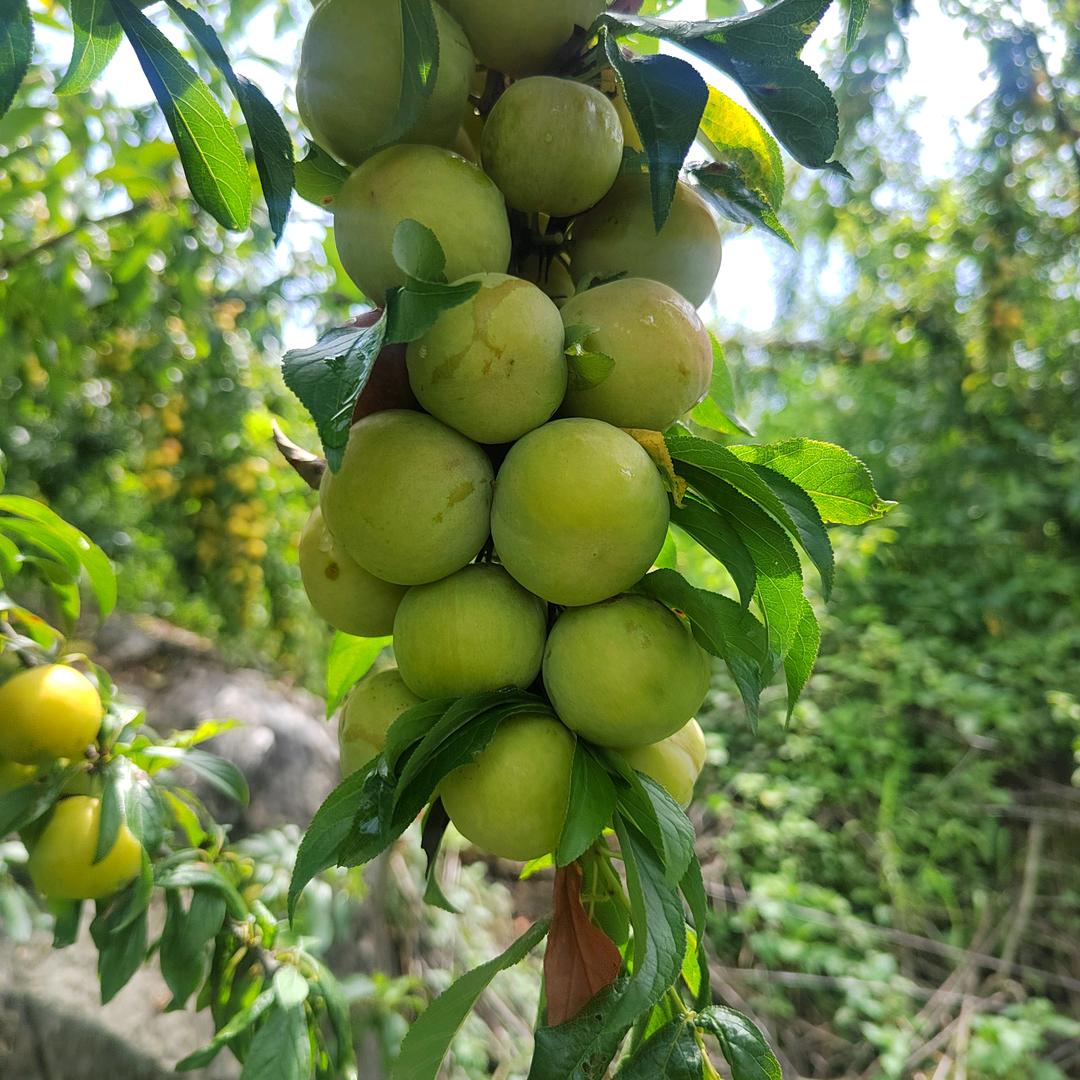 阿秀与世无争