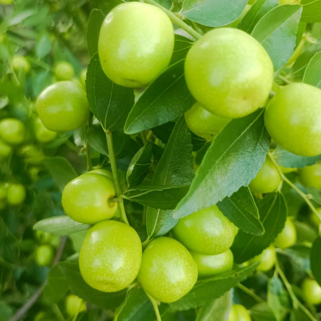 农村人爱🎤唱歌