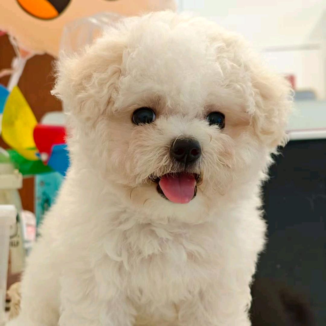 宠爱🐶