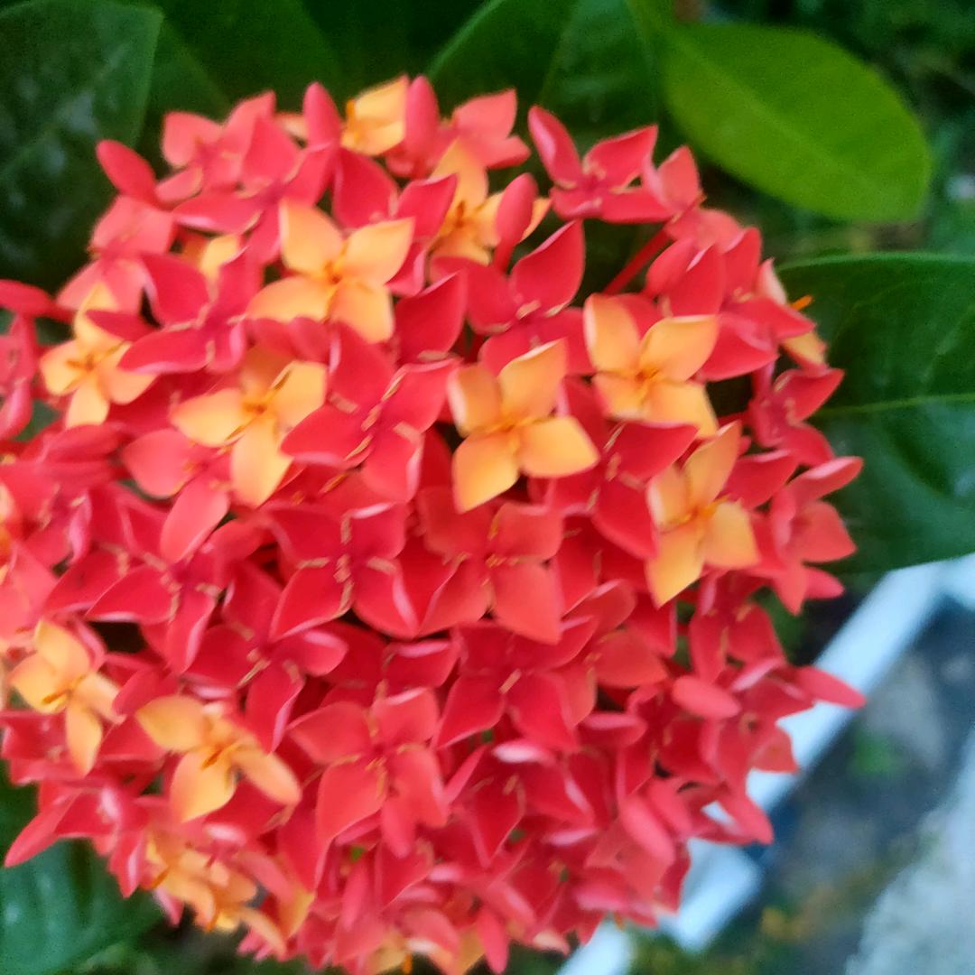 花花公孑