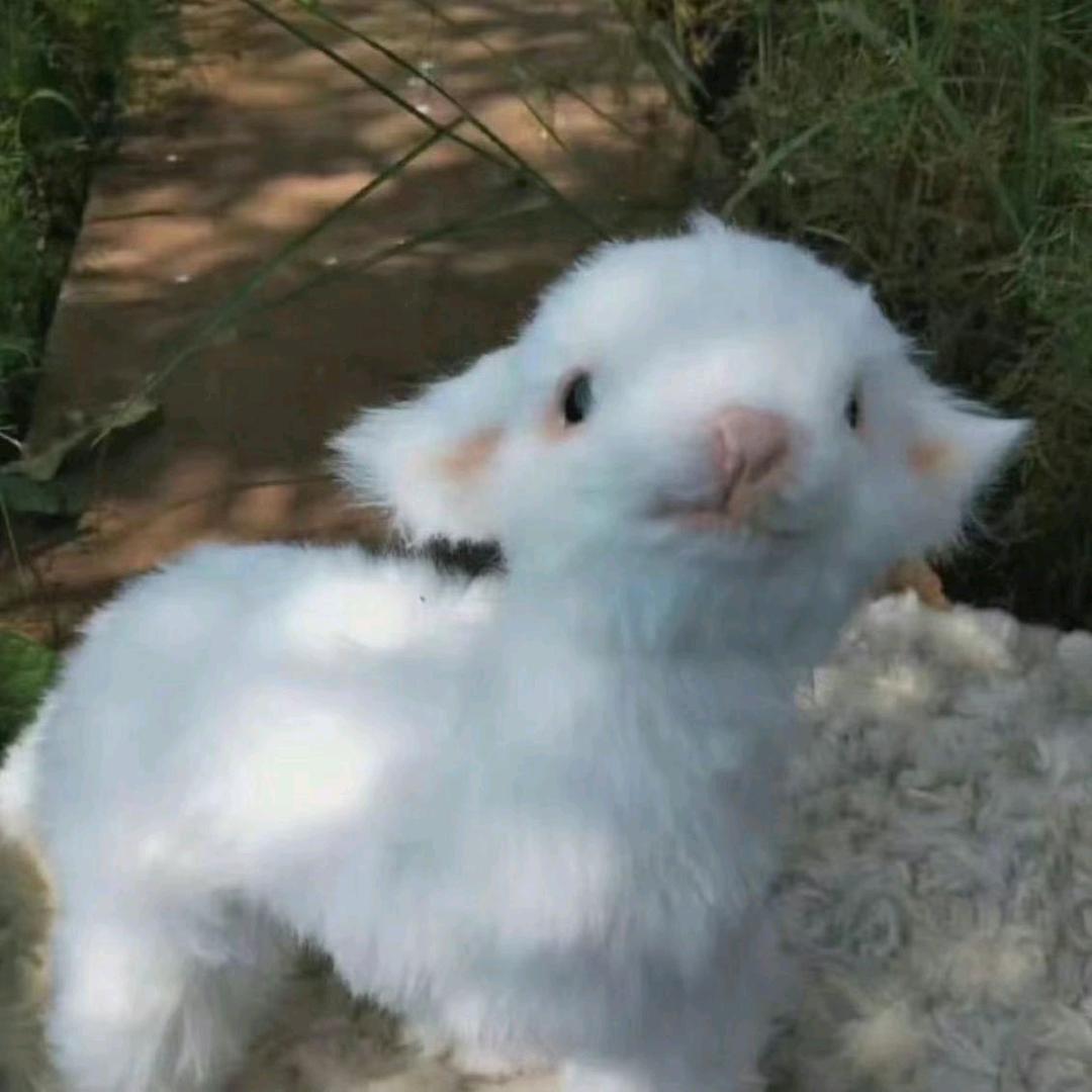 甜椒