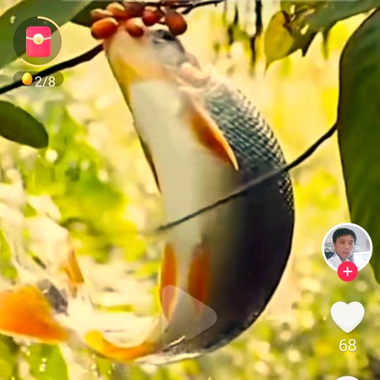 鲤鱼🐟跳龙门