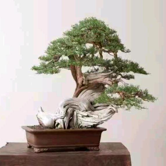 科蕾百货