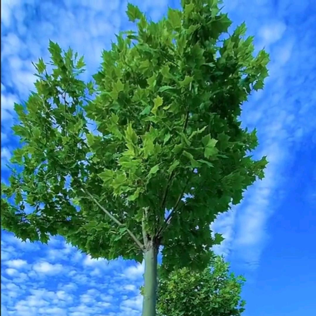 抖姐，(下午2；10)