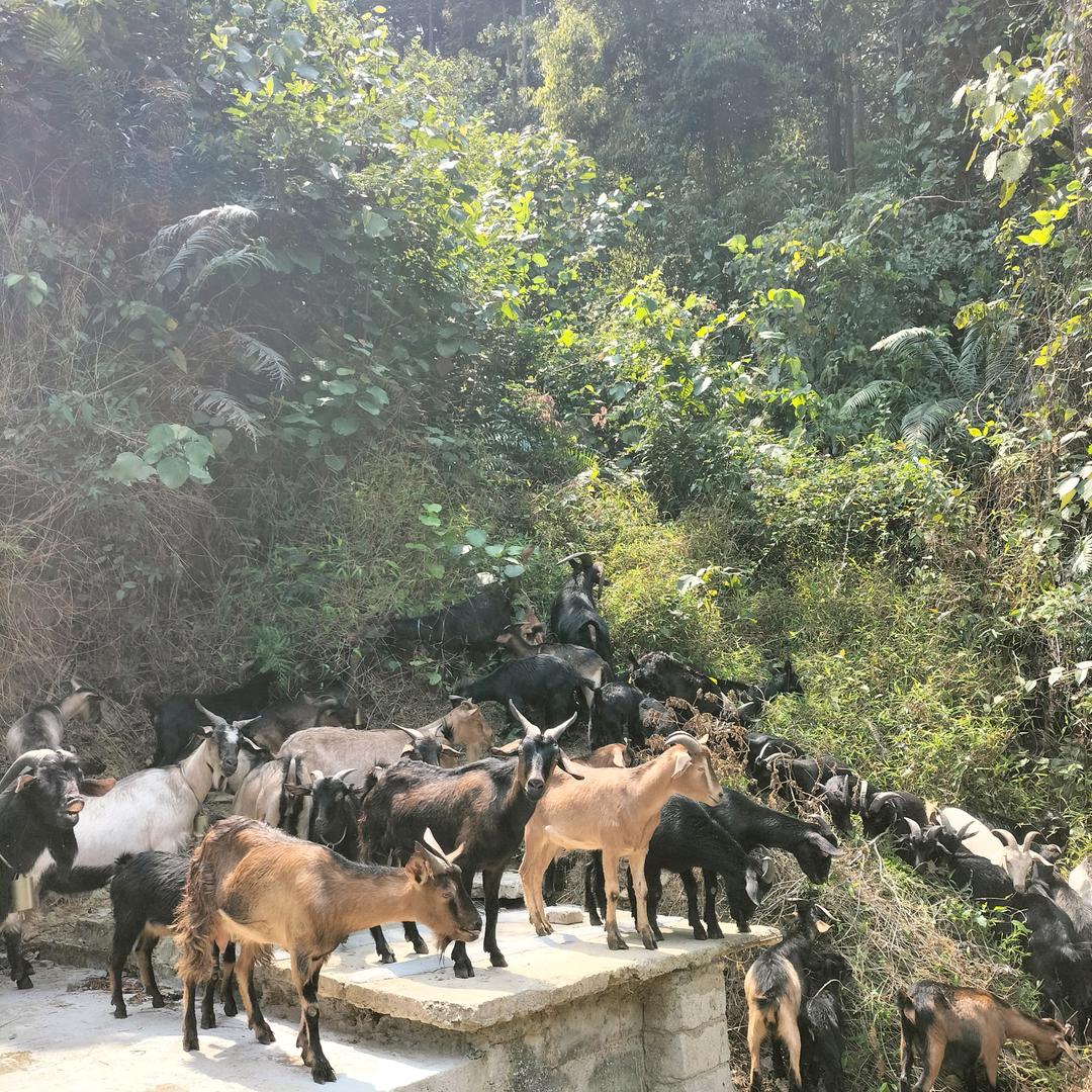 平政岭南黑山羊