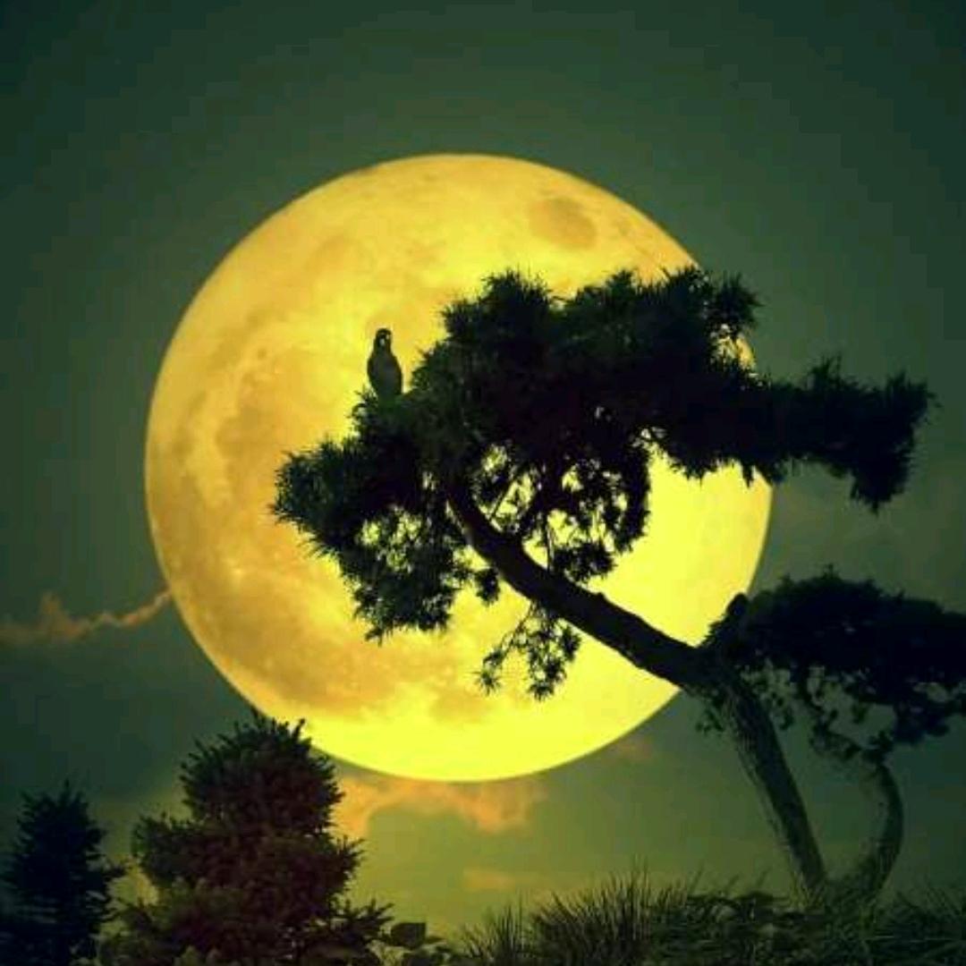 蓝桉（管你372时宜）