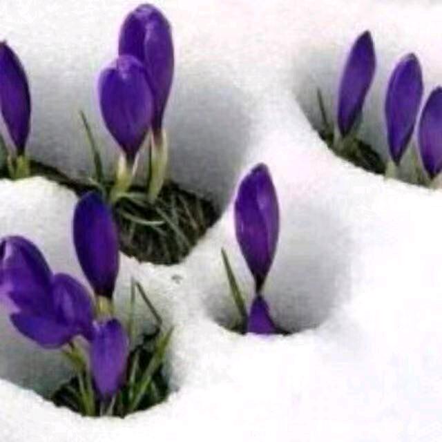 芳