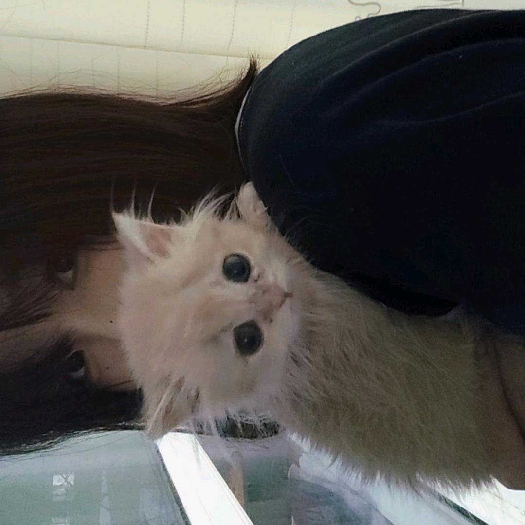 小猫日记