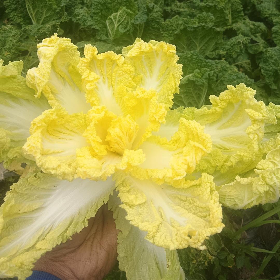 昆明优质农产🥬🫑🥕🍅🌶🥦小袁