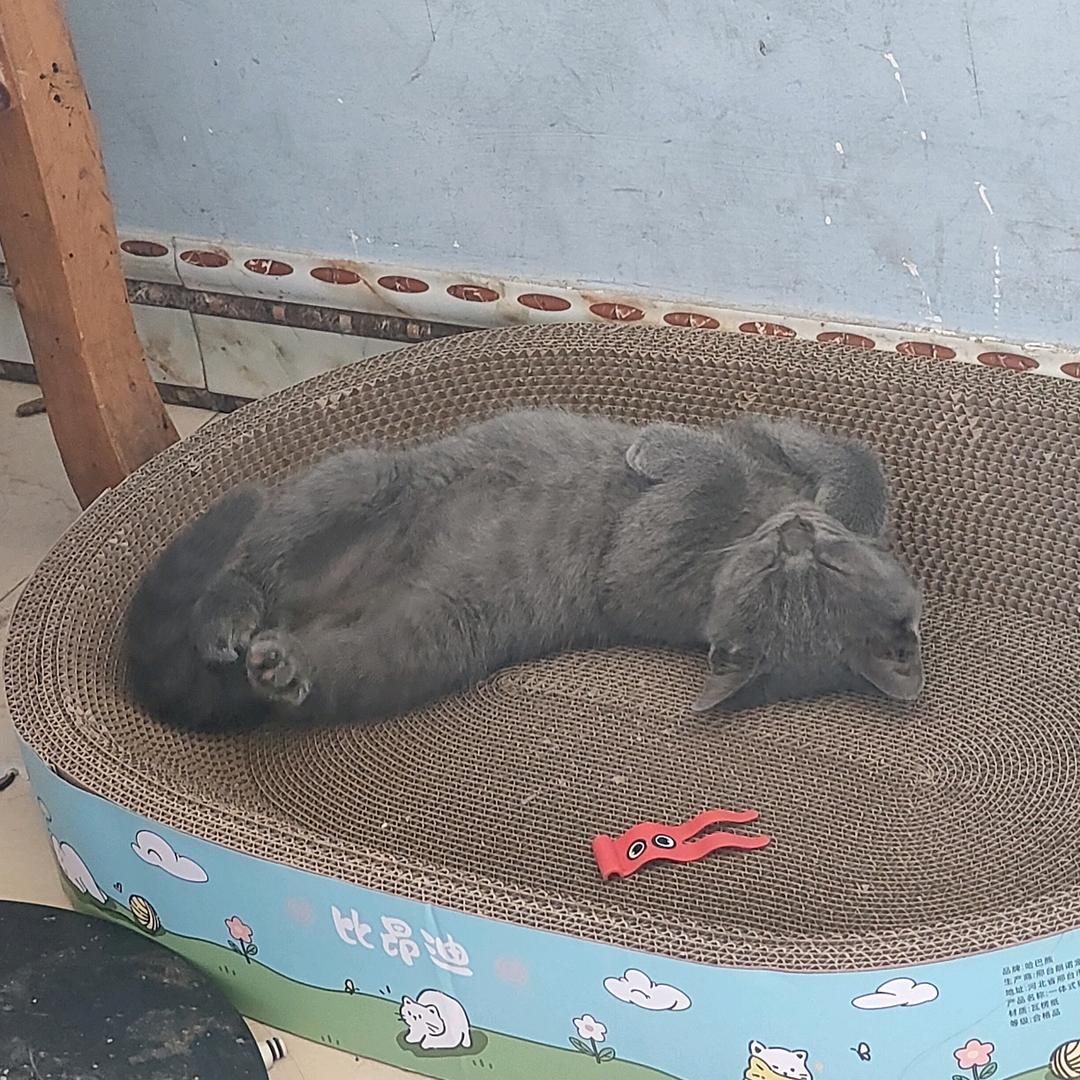 葡萄