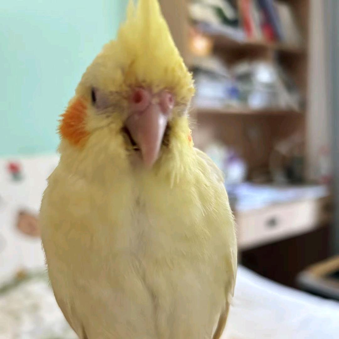 可爱小鸡
