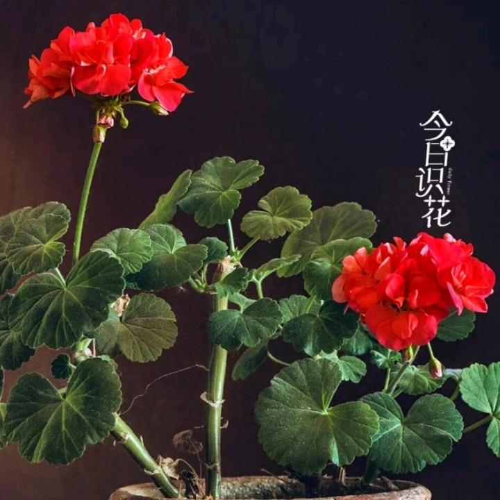 吴哥（吴上酒楼）