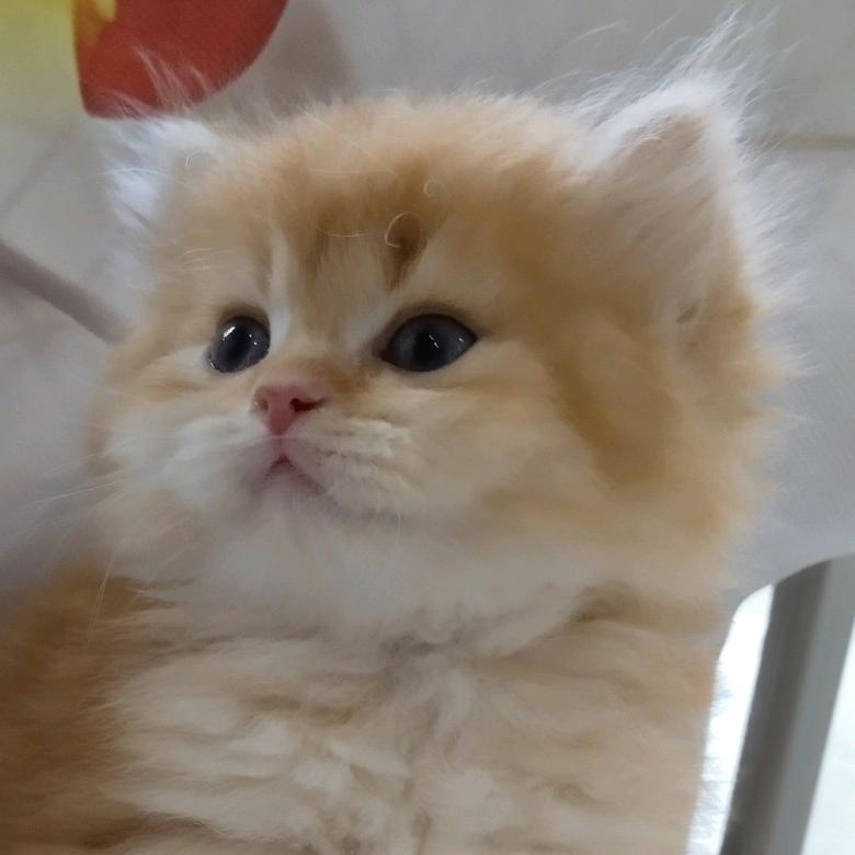 遵义自己`家庭繁育苗舍《萌猫掌柜宠物猫》
