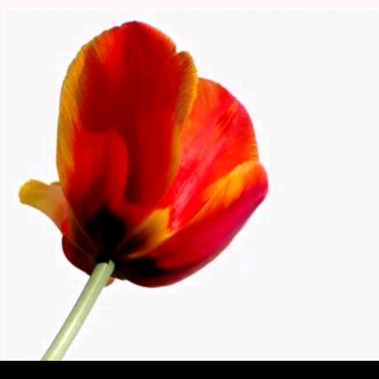 এ᭄阿ᤢ红ᤢᤢ᭄