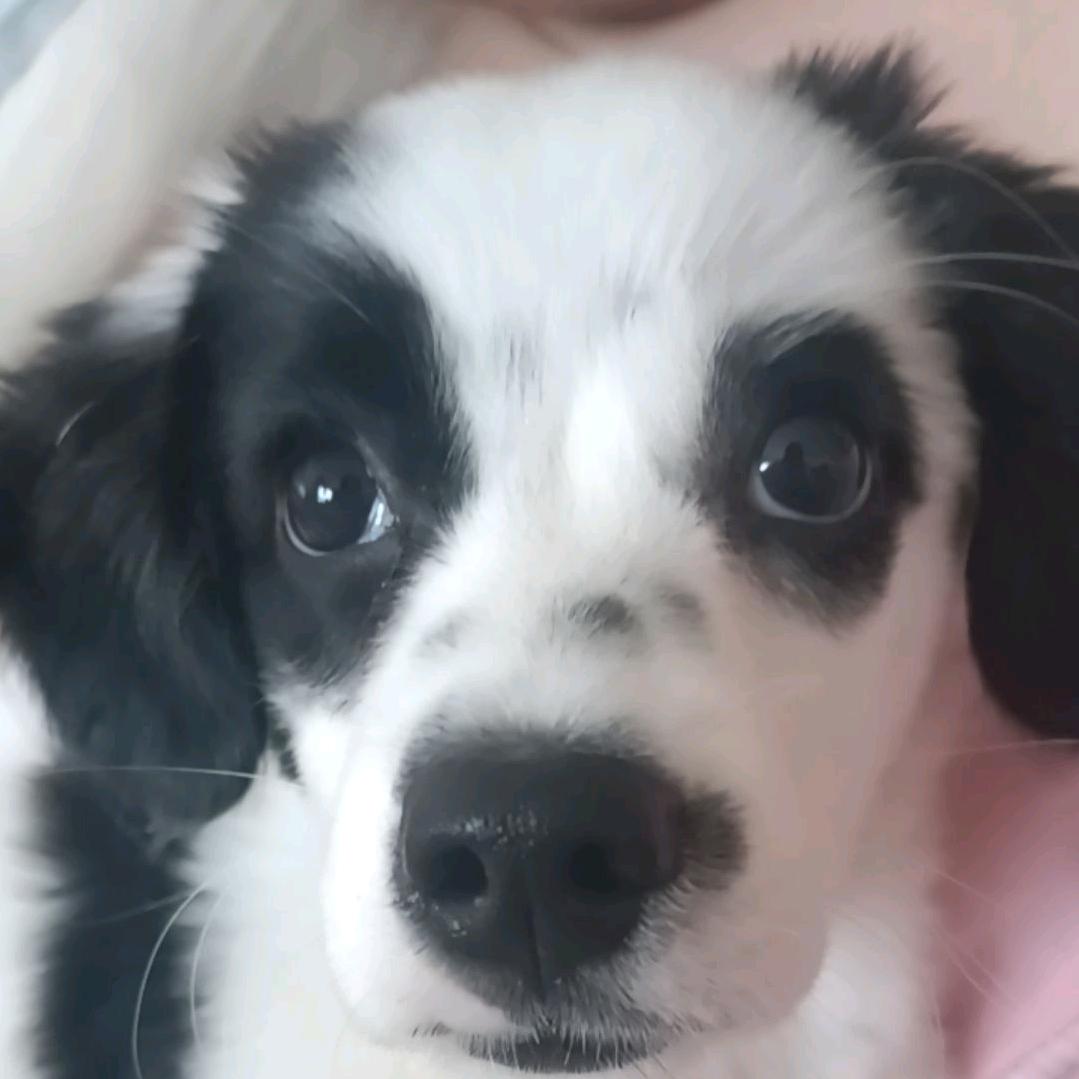 是毛毯呀.🐶