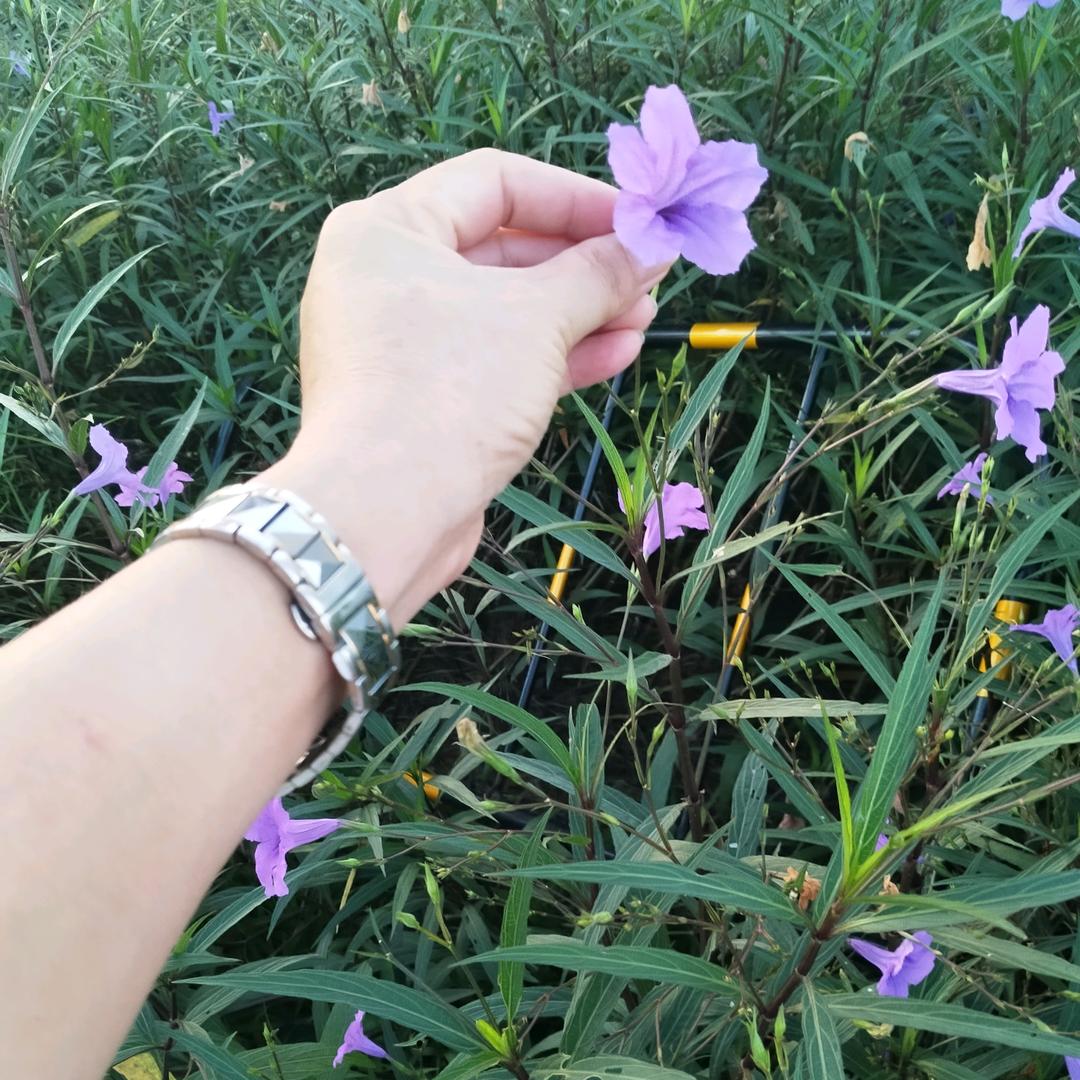 不再🌹为爱留🌹伤痕