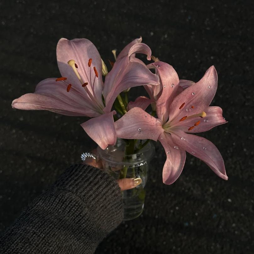 Waᴗng艳 ໌້ᮨᥫᩣ🐬