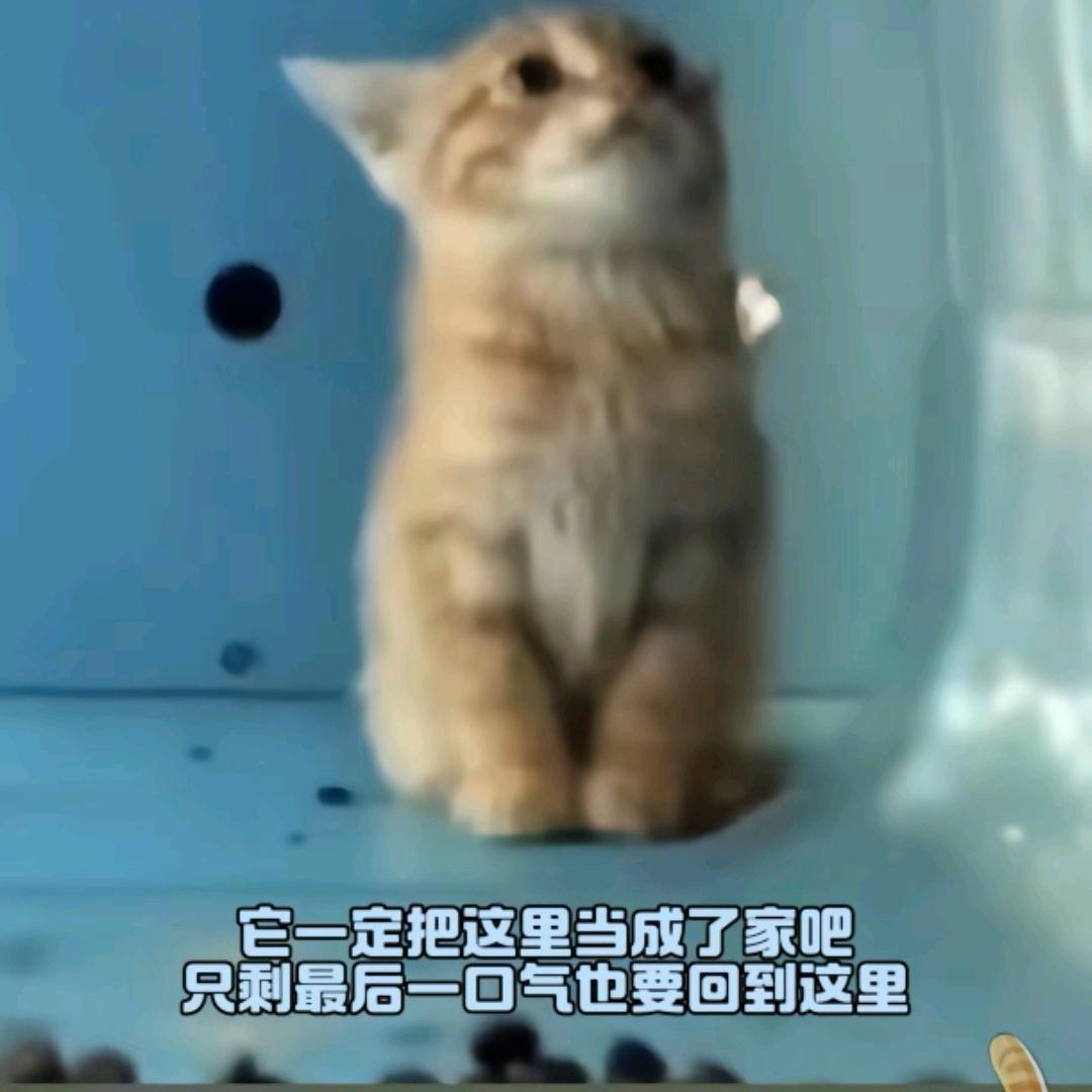 嘿 悟空～