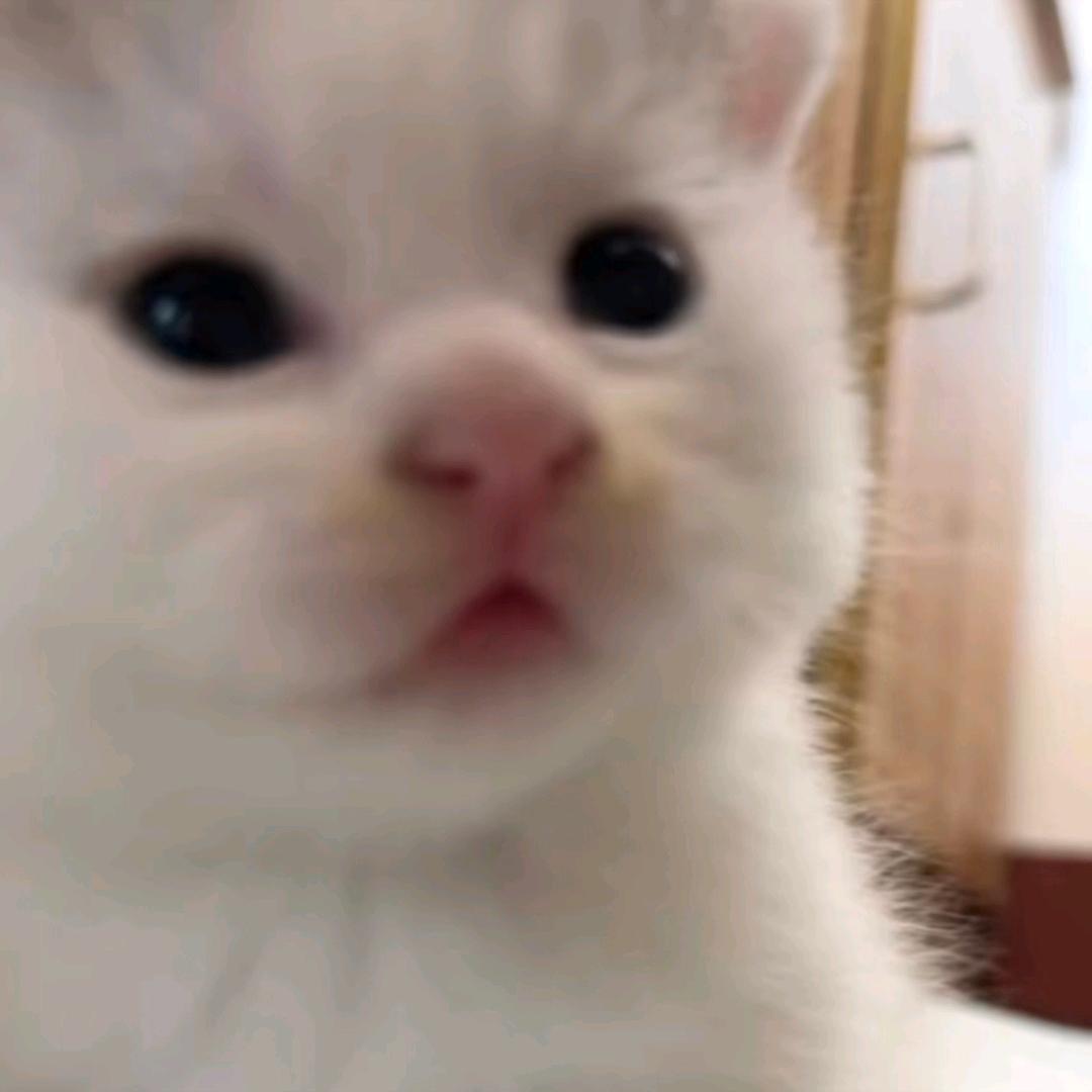 熊熊大王