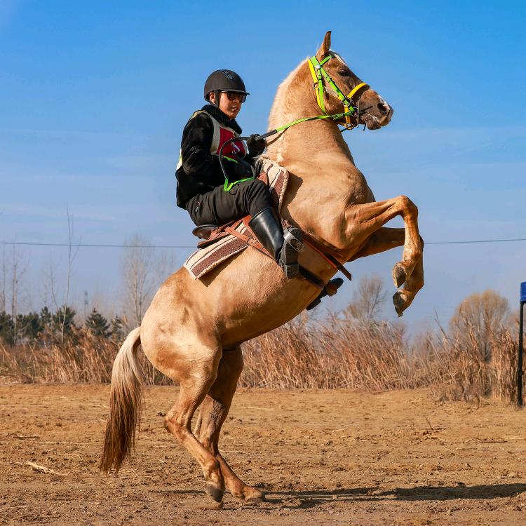 东营天宁湖骑马场