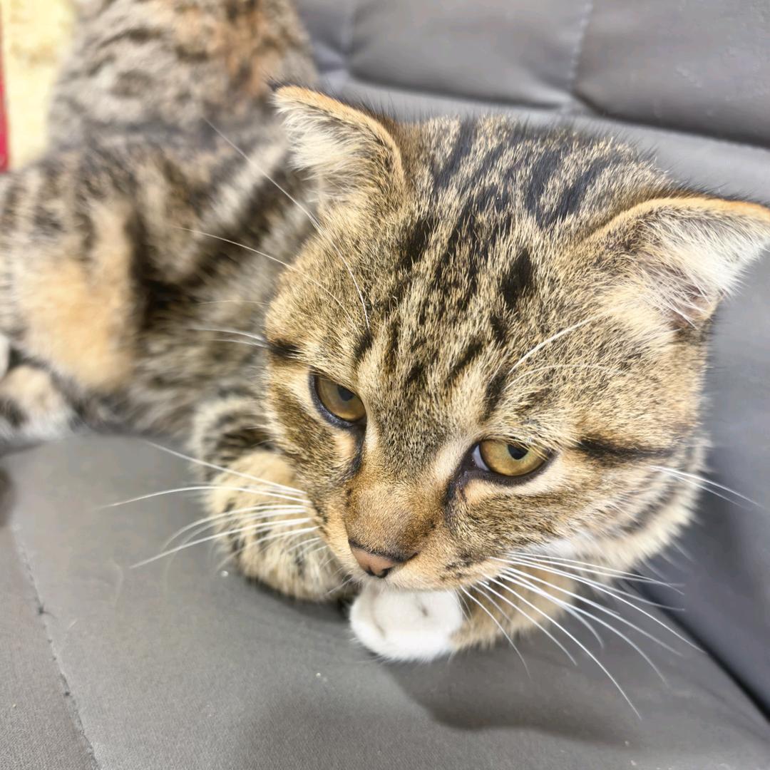 飞飞猫砂测评100000000款