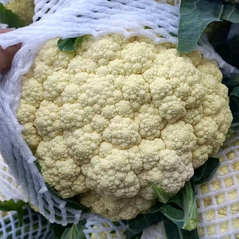蔬菜菜花