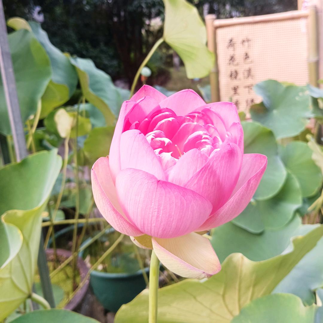 娜娜
