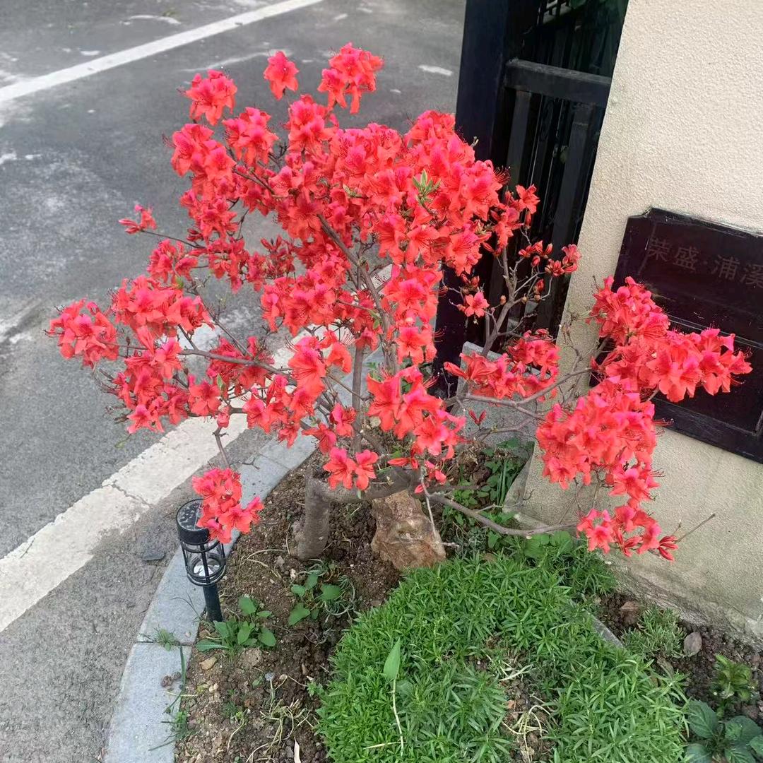 在风里睡觉的无足鸟